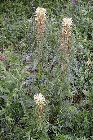 Pedicularis hoermanniana \ Hoermanns L�usekraut / Hoermann's Lousewort, Kroatien/Croatia Mala Učka 6.6.2008