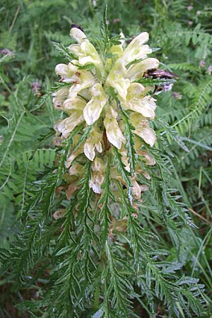Pedicularis hoermanniana \ Hoermanns L�usekraut / Hoermann's Lousewort, Kroatien/Croatia Mala Učka 6.6.2008
