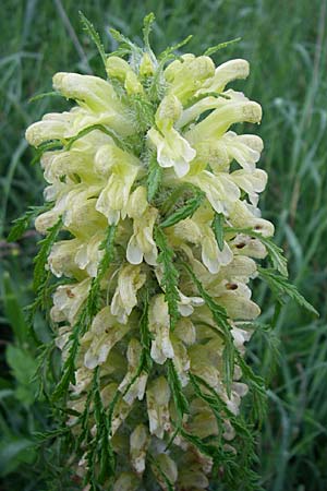 Pedicularis hoermanniana \ Hoermanns L�usekraut / Hoermann's Lousewort, Kroatien/Croatia Mala Učka 6.6.2008