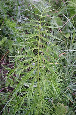 Pedicularis hoermanniana \ Hoermanns L�usekraut / Hoermann's Lousewort, Kroatien/Croatia Mala Učka 6.6.2008