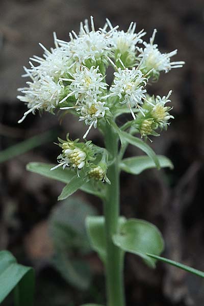 Petasites albus \ Weie Pestwurz / White Butterbur, Kroatien/Croatia Donji 1.4.2006