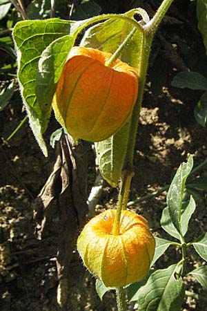 Physalis alkekengi \ Judenkirsche, Lampionblume / Japanese Lantern, Bladder Cherry, Kroatien/Croatia Medvednica 20.7.2007