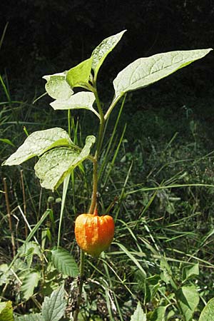 Physalis alkekengi \ Judenkirsche, Lampionblume / Japanese Lantern, Bladder Cherry, Kroatien/Croatia Medvednica 20.7.2007