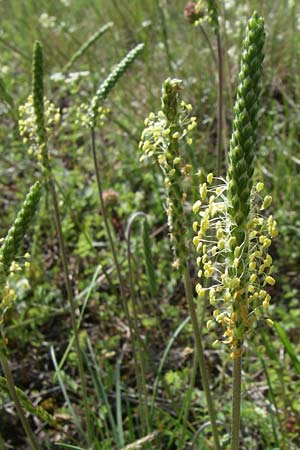 Plantago holosteum \ Kiel-Wegerich / Plantain, Kroatien/Croatia Udbina 2.6.2008
