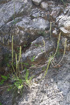 Plantago holosteum \ Kiel-Wegerich / Plantain, Kroatien/Croatia Udbina 2.6.2008