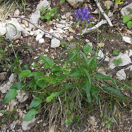 Phyteuma scheuchzeri subsp. columnae \ Horn-Teufelskralle / Horn Rampion, Kroatien/Croatia Učka 28.6.2010