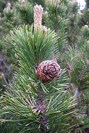 Pinus mugo \ Legfhre, Latschen-Kiefer / Dwarf Mountain Pine, Kroatien/Croatia Velebit Zavizan 4.6.2008