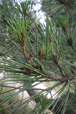Pinus halepensis \ Aleppo-Kiefer, Strand-Kiefer / Aleppo Pine, Jerusalem Pine, Kroatien/Croatia Istrien/Istria, Premantura 5.6.2008
