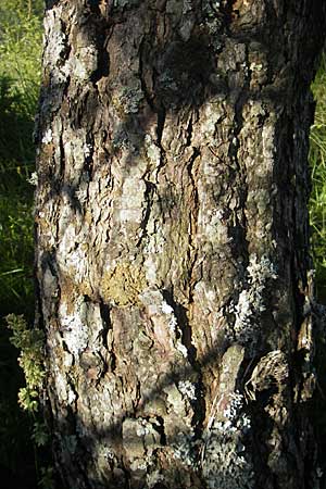 Pinus nigra \ Schwarz-Kiefer / Black Pine, Austrian Pine, Kroatien/Croatia Učka 29.6.2010