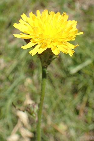 Picris hieracioides subsp. spinulosa \ Dorniges Bitterkraut, Stacheliges Bitterkraut / Spiny Ox-Tongue, Kroatien/Croatia Istrien/Istria, Vrh 11.8.2016