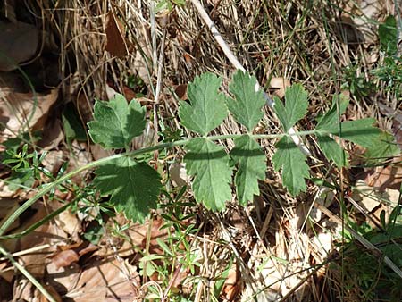 Pimpinella tragium \ Fels-Bibernelle / Buck Burnet Saxifrage, Kroatien/Croatia Učka 12.8.2016