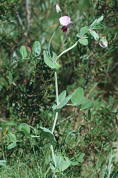 Lathyrus oleraceus subsp. biflorus \ Wilde Erbse, Feld-Erbse / Field Pea, Kroatien/Croatia Hvar, Stari Grad 7.4.2006
