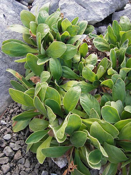 Primula kitaibeliana \ Dinarische Primel / Kitaibel's Primrose, Kroatien/Croatia Velebit Zavizan 19.8.2016