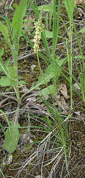 Plantago holosteum \ Kiel-Wegerich / Plantain, Kroatien/Croatia Istrien/Istria, Gračišće 27.5.2006
