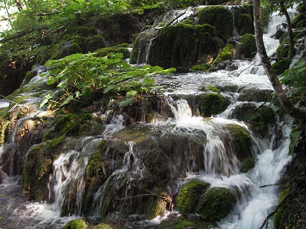 Palustriella commutata \ Ab&auml;nderndes Starknerv-Moos, Tuff-Moos / Curled Hook Moss, Kroatien/Croatia Plitvička 19.7.2007