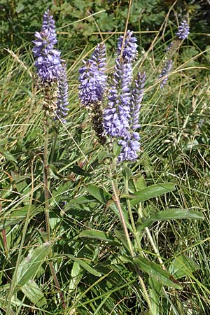 Veronica longifolia \ Langblttriger Blauweiderich, Langblttriger Ehrenpreis / Longleaf Speedwell, Kroatien/Croatia Učka 12.8.2016