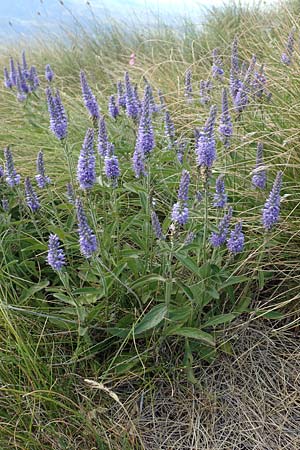 Veronica longifolia \ Langblttriger Blauweiderich, Langblttriger Ehrenpreis / Longleaf Speedwell, Kroatien/Croatia Učka 12.8.2016