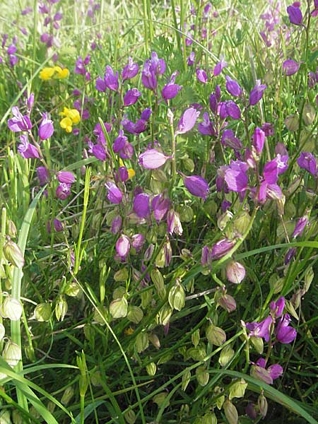 Polygala nicaeensis \ Nizza-Kreuzblume, Nizza-Kreuzblmchen / Nice Milkwort, Kroatien/Croatia Istrien/Istria, Poreč 26.5.2006
