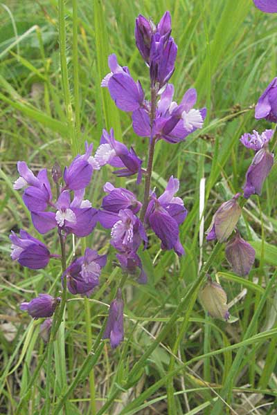 Polygala nicaeensis \ Nizza-Kreuzblume, Nizza-Kreuzblmchen / Nice Milkwort, Kroatien/Croatia Istrien/Istria, Gračišće 27.5.2006