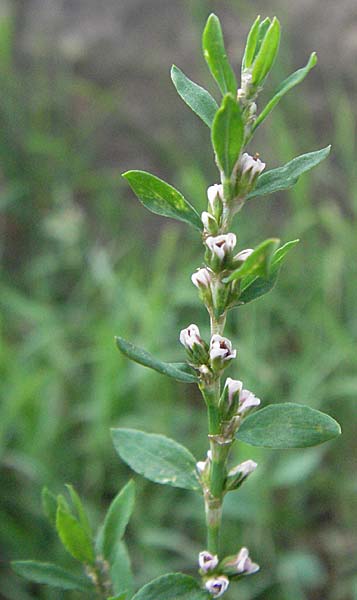 Polygonum aviculare \ Echter Vogel-Knterich / Common Knotgrass, English Knotgrass, Kroatien/Croatia Istrien/Istria, Groznjan 28.5.2006