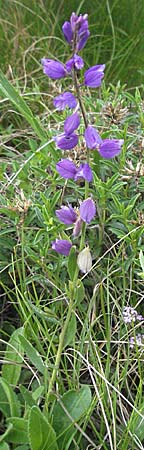 Polygala nicaeensis \ Nizza-Kreuzblume, Nizza-Kreuzblmchen / Nice Milkwort, Kroatien/Croatia Velebit Oltare 31.5.2006