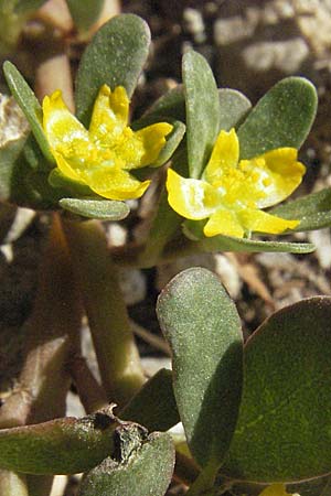 Portulaca oleracea agg. / Common Purslane, Croatia Senj 18.7.2007