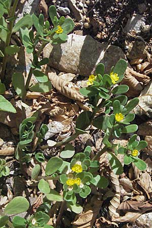 Portulaca oleracea agg. / Common Purslane, Croatia Senj 18.7.2007