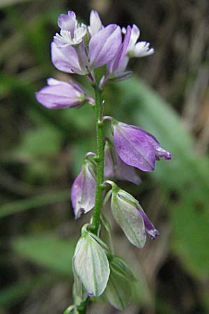 Polygala nicaeensis \ Nizza-Kreuzblume, Nizza-Kreuzblmchen / Nice Milkwort, Kroatien/Croatia Plitvička 18.7.2007