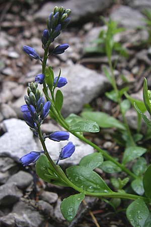 Polygala alpestris subsp. croatica \ Kroatische Kreuzblume, Kroatisches Kreuzbl&uuml;mchen / Croatian Milkwort, Kroatien/Croatia Velebit Zavizan 4.6.2008