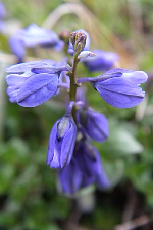 Polygala alpestris subsp. croatica \ Kroatische Kreuzblume, Kroatisches Kreuzbl&uuml;mchen / Croatian Milkwort, Kroatien/Croatia Velebit Zavizan 4.6.2008