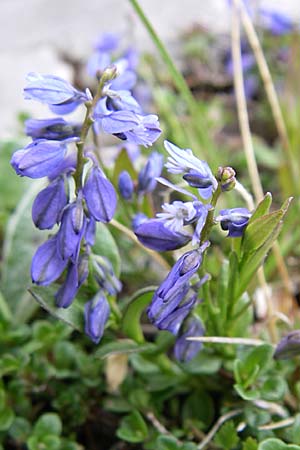 Polygala alpestris subsp. croatica \ Kroatische Kreuzblume, Kroatisches Kreuzbl&uuml;mchen / Croatian Milkwort, Kroatien/Croatia Velebit Zavizan 4.6.2008