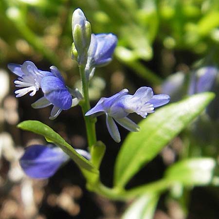 Polygala alpestris subsp. croatica \ Kroatische Kreuzblume, Kroatisches Kreuzbl&uuml;mchen / Croatian Milkwort, Kroatien/Croatia Velebit Zavizan 30.6.2010
