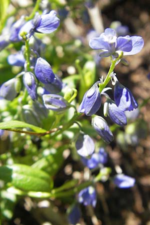 Polygala alpestris subsp. croatica \ Kroatische Kreuzblume, Kroatisches Kreuzbl&uuml;mchen / Croatian Milkwort, Kroatien/Croatia Velebit Zavizan 30.6.2010