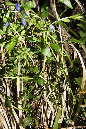 Polygala alpestris subsp. croatica \ Kroatische Kreuzblume, Kroatisches Kreuzbl&uuml;mchen / Croatian Milkwort, Kroatien/Croatia Velebit Zavizan 30.6.2010