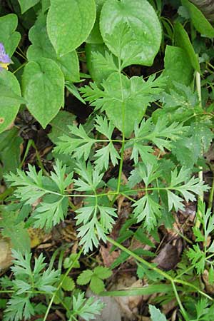 Peucedanum palustre \ Sumpf-Haarstrang / Marsh Hog's Parsley, Milk Parsley, Kroatien/Croatia Medvednica 18.7.2010