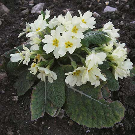 Primula vulgaris \ Stngellose Primel, Kissen-Primel / Primrose, Kroatien/Croatia Otočac 9.4.2006