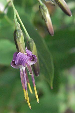 Prenanthes purpurea \ Purpur-Hasenlattich, Kroatien Velebit Zavizan 17.7.2007
