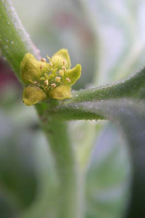 Tetragonia tetragonoides \ Neuseeland-Spinat / New Zealand Spinach, Warrigal Greens, Kroatien/Croatia Istrien/Istria, Premantura 5.6.2008