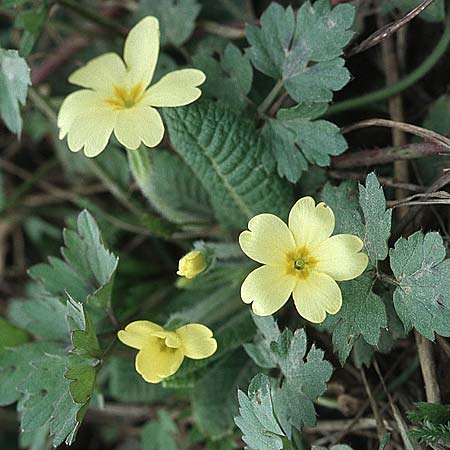 Primula vulgaris \ Stngellose Primel, Kissen-Primel / Primrose, Kroatien/Croatia Donji 1.4.2006
