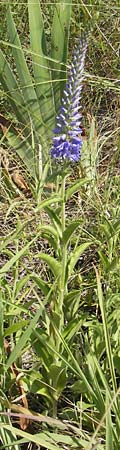 Veronica barrelieri \ Barreliers Blauweiderich / Barrelier's Speedwell, Kroatien/Croatia Senj 29.6.2010