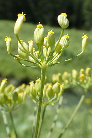 Pastinaca sativa \ Pastinak / Parsnip, Kroatien/Croatia Istrien/Istria, Vrh 11.8.2016