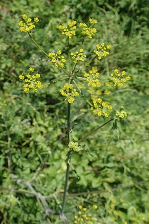 Pastinaca sativa \ Pastinak / Parsnip, Kroatien/Croatia Istrien/Istria, Vrh 11.8.2016