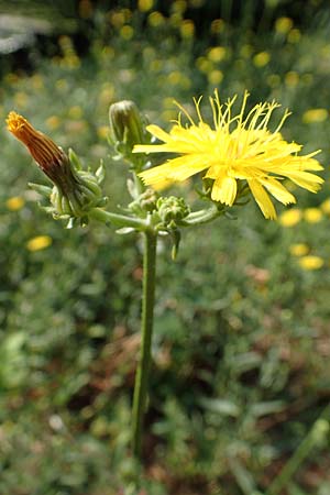 Picris hieracioides subsp. spinulosa \ Dorniges Bitterkraut, Stacheliges Bitterkraut / Spiny Ox-Tongue, Kroatien/Croatia Istrien/Istria, Ičići 17.8.2016