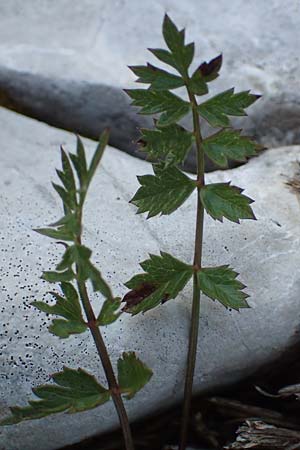 Pimpinella tragium \ Fels-Bibernelle / Buck Burnet Saxifrage, Kroatien/Croatia Velebit 19.8.2016