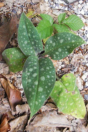 Pulmonaria officinalis \ Echtes Lungenkraut / Lungwort, Kroatien/Croatia Medvednica 18.7.2010