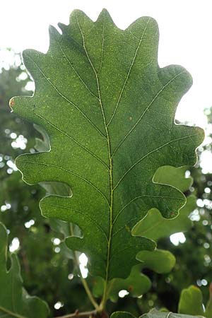 Quercus petraea \ Trauben-Eiche / Sessile Oak, Kroatien/Croatia Istrien/Istria, Ičići 17.8.2016
