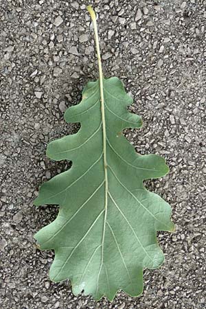 Quercus petraea \ Trauben-Eiche / Sessile Oak, Kroatien/Croatia Istrien/Istria, Ičići 17.8.2016