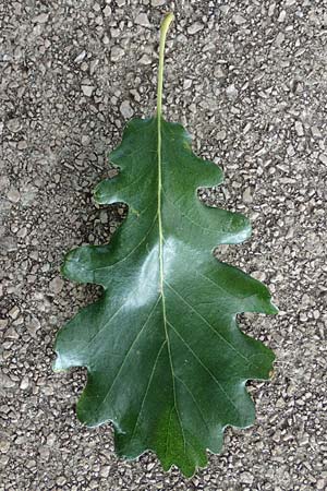 Quercus petraea \ Trauben-Eiche / Sessile Oak, Kroatien/Croatia Istrien/Istria, Ičići 17.8.2016