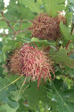 Quercus petraea \ Trauben-Eiche / Sessile Oak, Kroatien/Croatia Istrien/Istria, Ičići 17.8.2016