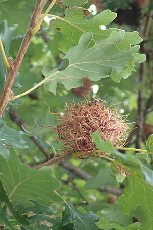 Quercus petraea \ Trauben-Eiche / Sessile Oak, Kroatien/Croatia Istrien/Istria, Ičići 17.8.2016